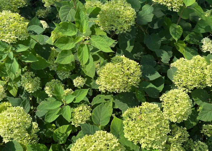 631559318_18046021694709961_7901547752818866815_n