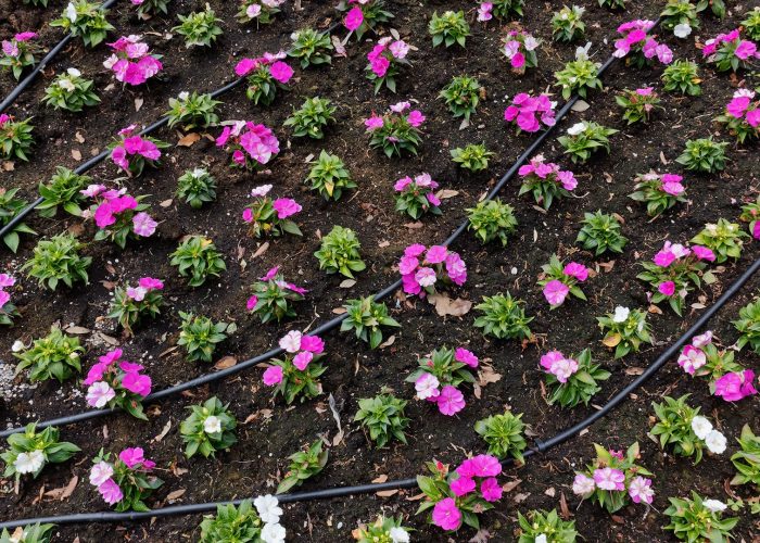 irrigation-arrosage-automatique-4